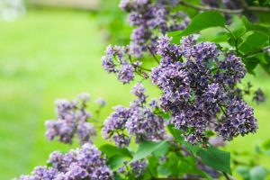 Landscaping Design - Purple Flowers