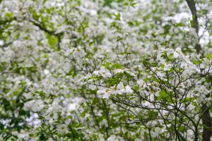 Landscaping Design - White Flowers