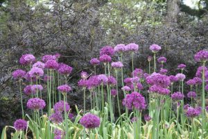 Landscaping - Lots Of Purple Flowers