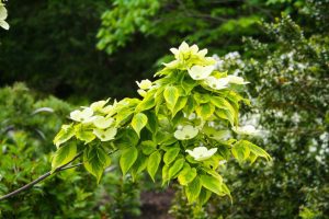 Landscaping Design - Leaves