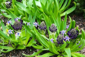 Landscaping - Purple and Green Flowers