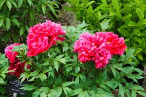 Landscaping - Big Pink Flower