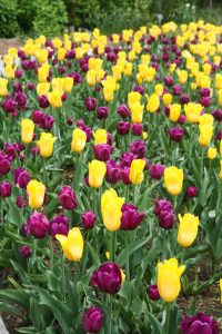 Landscaping Design - Field of red and yellow flowers