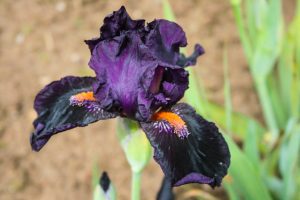 Landscaping Design - dark purple flower
