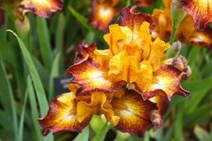 Landscaping Design - Orange and yellow flower
