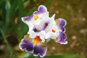 Landscaping - Beautiful purple flower