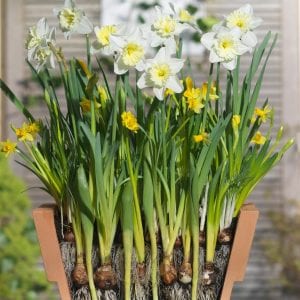 https://www.crocus.co.uk/plants/_/bulbs-for-pots-creams-and-yellows/classid.2000025403/