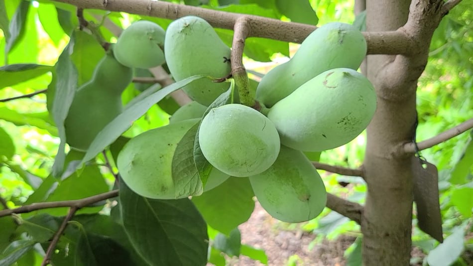 Paw paw fruit edible